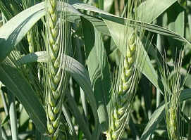 Аксакал - мощный гербицид для защиты пшеницы и ячменя от клмплекса злаковых сорняков